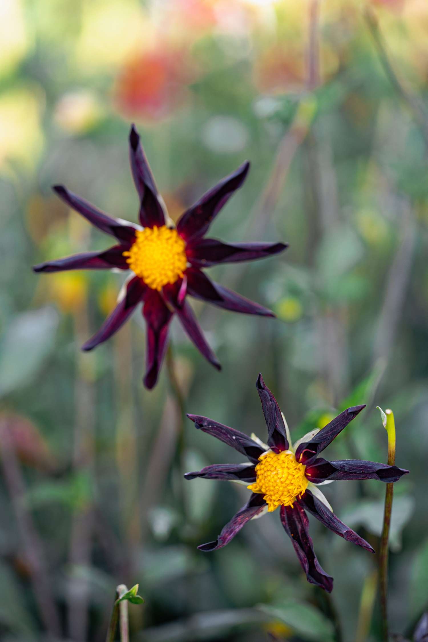 Daalia 'Veronne´s Obsidian'